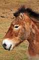 Mongolian Wild Horse 008 copyright Villayat Sunkmanitu